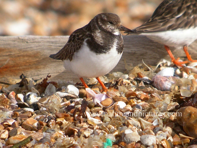 turnstone, wader, turnstone,-1.jpg - TURNSTONES - TITCHFIELD HAVEN - 15TH FEB 2006